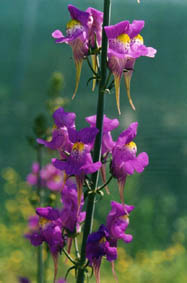 Linaria triornithophora